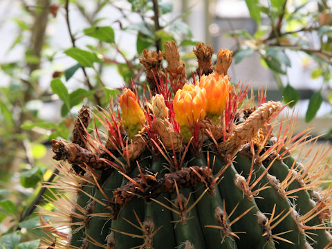 Ferocactus pilosus