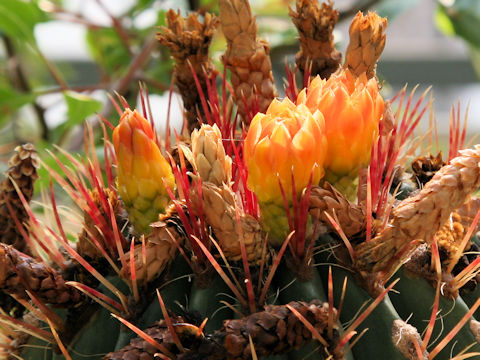 Ferocactus pilosus