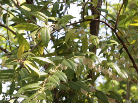 Leucothoe racemosa