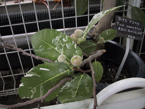 Ficus aspera