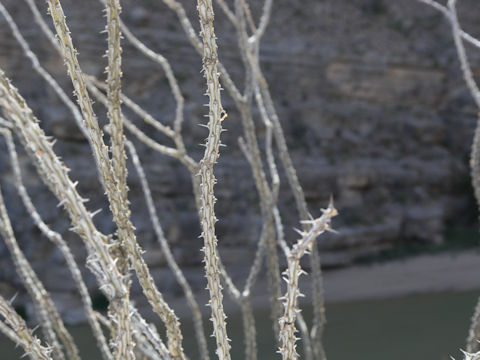 Fouquieria splendens