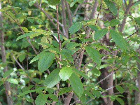 Frangula caroliniana