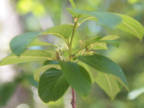 Frangula caroliniana