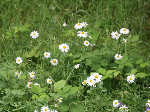 Leucanthemum vulgare