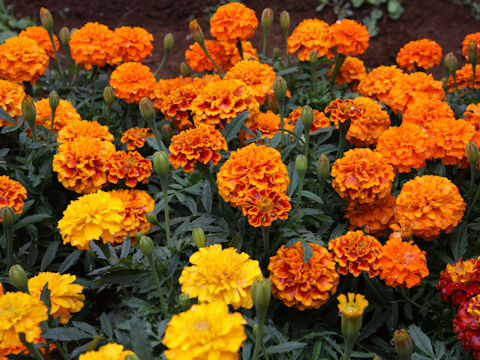 Tagetes patula cv. March Mixed