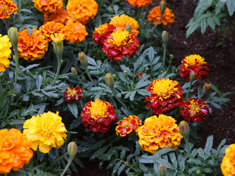 Tagetes patula cv. March Mixed