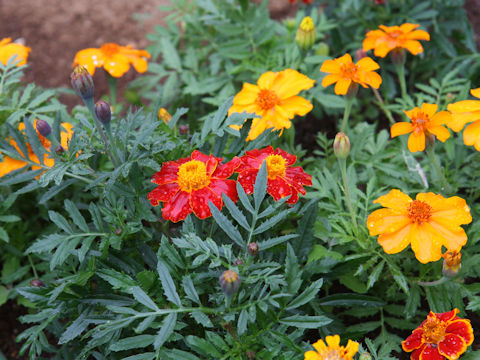 Tagetes patula cv. Disco Mixed