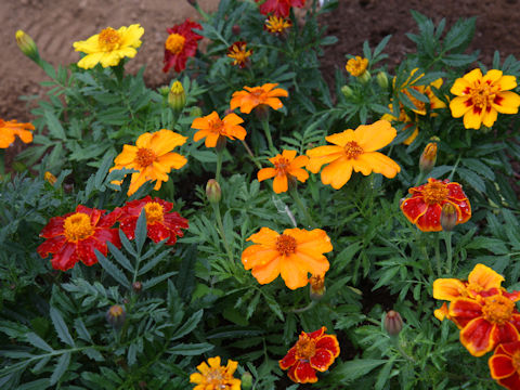 Tagetes patula cv. Disco Mixed