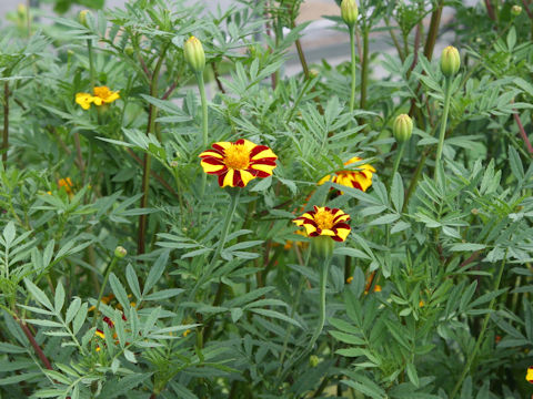 Tagetes patula cv. Striped Marvel