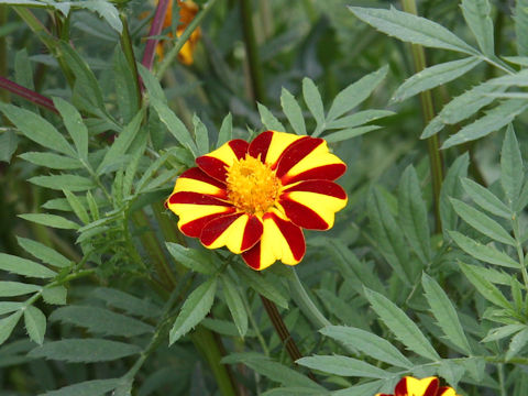 Tagetes patula cv. Striped Marvel