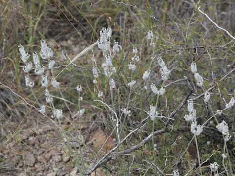 Froelichia arizonica