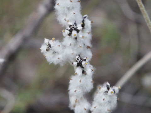 Froelichia arizonica