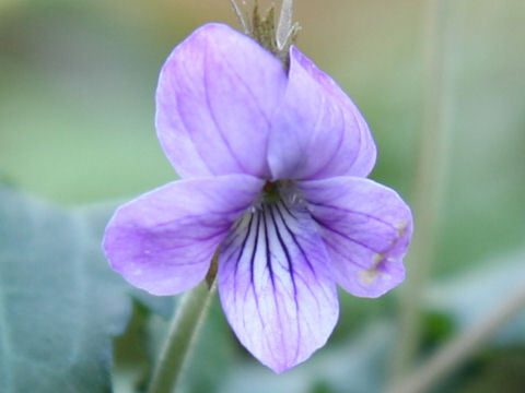 Viola eizanensis x Viola phalacrocarpa