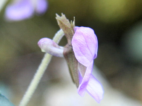 Viola eizanensis x Viola phalacrocarpa