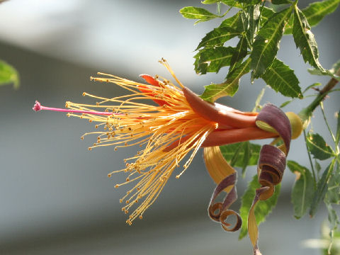 Adansonia fony