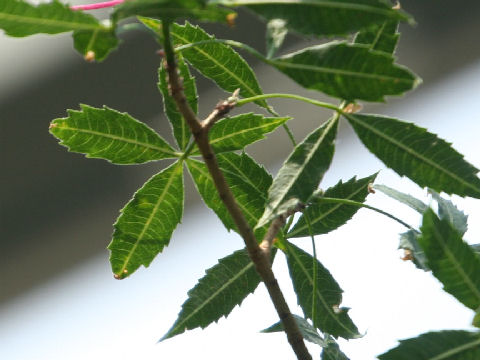 Adansonia fony