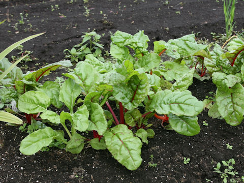 Beta vulgaris ssp. vulgaris cv. Ideal