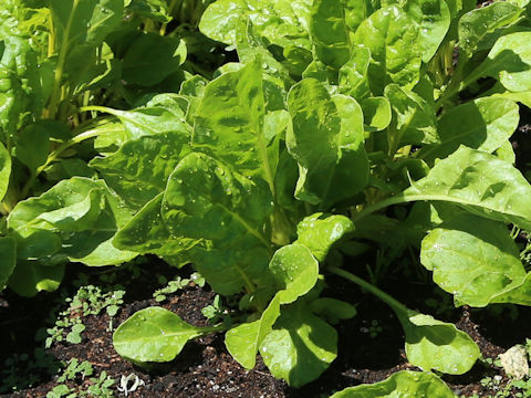 Beta vulgaris ssp. vulgaris cv. Ideal