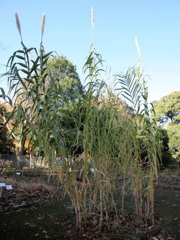 Arundo donax var. versicolor