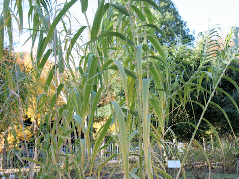 Arundo donax var. versicolor