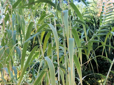 Arundo donax var. versicolor