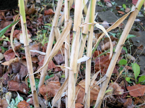 Arundo donax var. versicolor