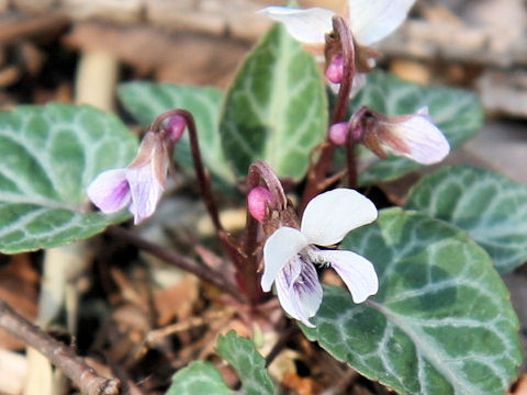 Viola sieboldii f. variegata