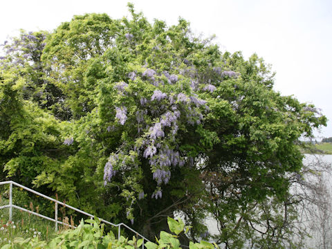 Wisteria floribunda