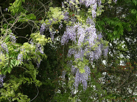Wisteria floribunda