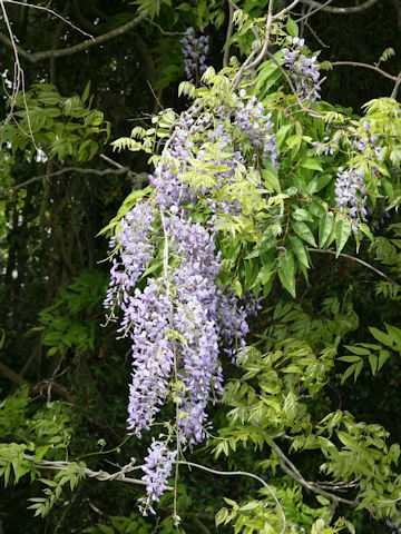 Wisteria floribunda