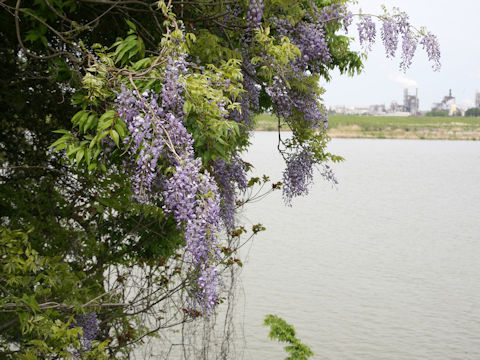 Wisteria floribunda