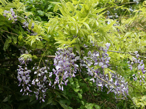 Wisteria floribunda