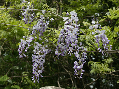 Wisteria floribunda