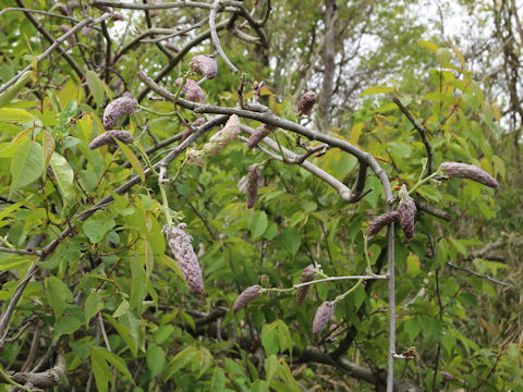 Wisteria floribunda