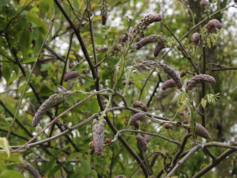 Wisteria floribunda