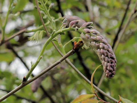 Wisteria floribunda