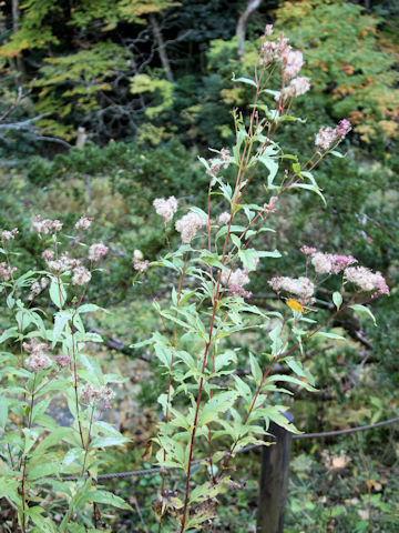 Eupatorium japonicum