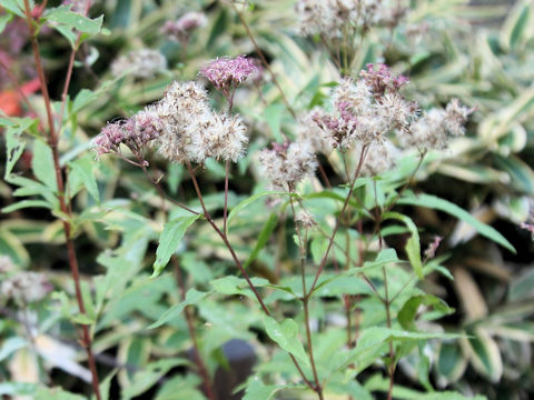 Eupatorium japonicum