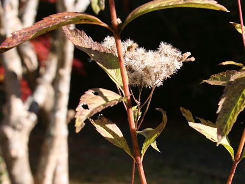 Eupatorium japonicum