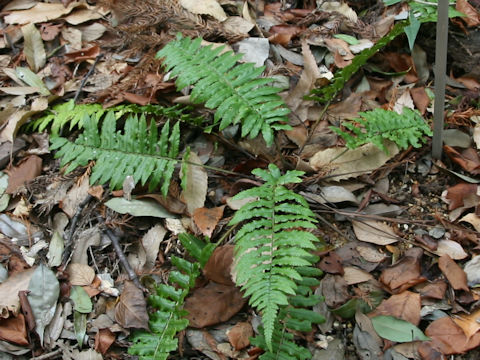 Dryopteris sp.