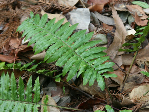 Dryopteris sp.