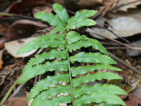 Dryopteris sp.