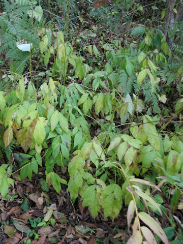 Hylodesmum oldhamii