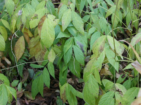 Hylodesmum oldhamii