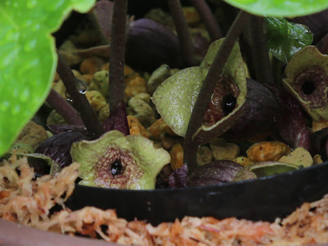 Asarum fudsinoi