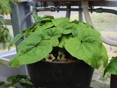 Asarum fudsinoi