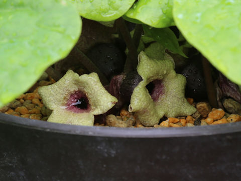 Asarum fudsinoi