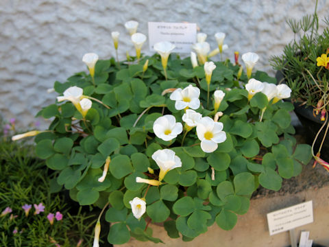 Oxalis variabilis