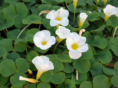 Oxalis variabilis