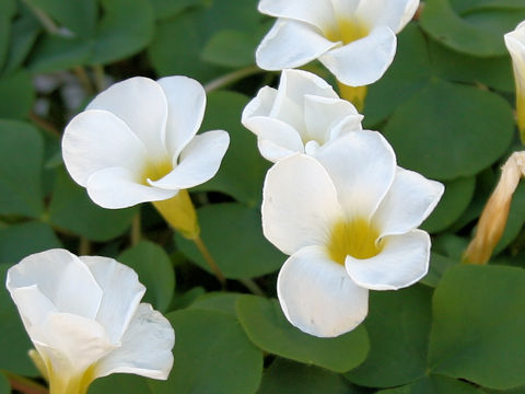 Oxalis variabilis